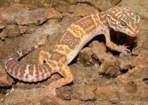 chocolate albino leopard gecko