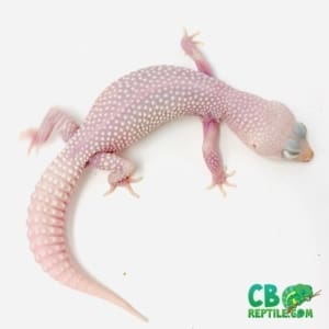 diablo blanco leopard gecko