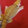 hypo bearded dragon for sale