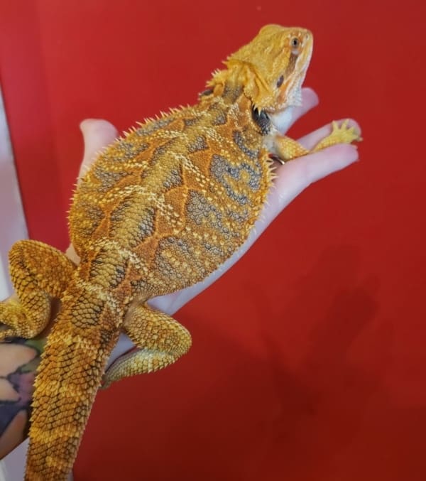 hypo bearded dragon for sale