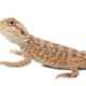 hypo bearded dragon for sale