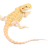 hypo bearded dragons