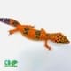 inferno leopard geckos