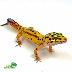 jungle designer leopard gecko