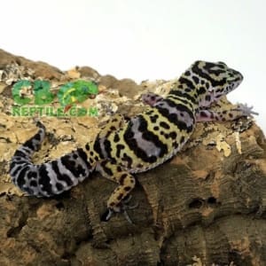 Mack Snow leopard gecko for sale