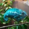 nosy be panther chameleon for sale