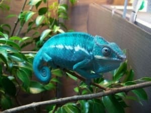 nosy be panther chameleon for sale