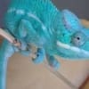 nosy be panther chameleon for sale