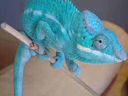 nosy be panther chameleon for sale