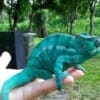 nosy be panther chameleon for sale