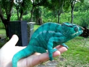 nosy be panther chameleon for sale