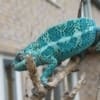 Nosy Faly Panther Chamleon