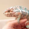 Nosy Faly Panther Chameleon for sale