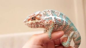 Nosy Faly Panther Chameleon for sale