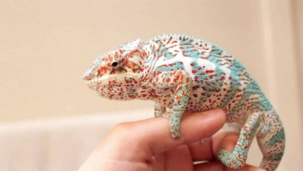 Nosy Faly Panther Chameleon for sale