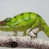 Nosy Mitsio panther chameleon