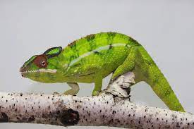 Nosy Mitsio panther chameleon