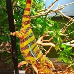 panther chameleon