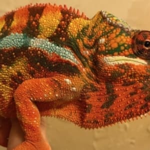 panther chameleon for sale online