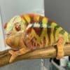 Sambava Panther Chameleon