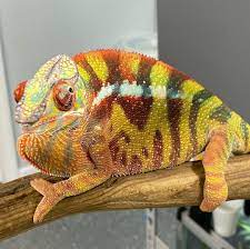 Sambava Panther Chameleon