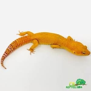 sunglow leopard gecko