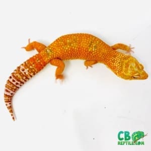 Tangleo leopard geckos