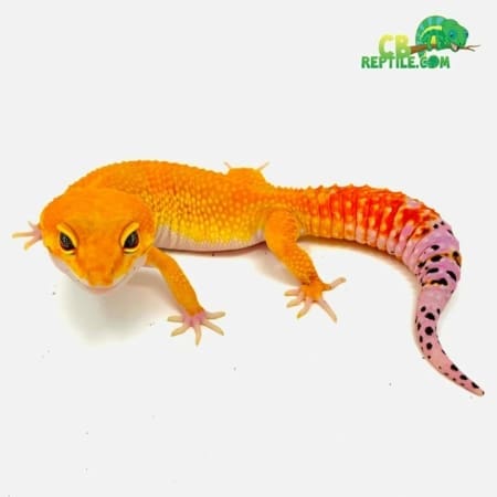 leopard geckos for sale