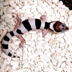 tug-snow-leopard-gecko