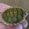 baby albino slider