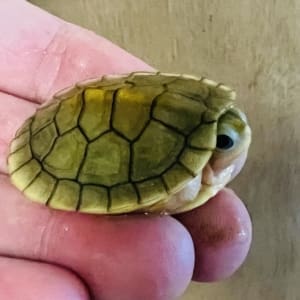 caramel slider turtle for sale