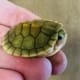 caramel slider turtle for sale