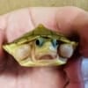 caramel slider turtle for sale