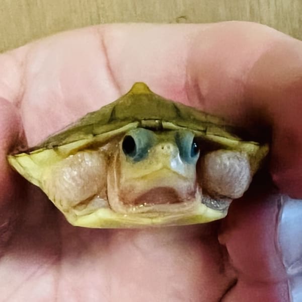caramel slider turtle for sale