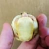 caramel albino slider turtle for sale