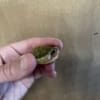 albino slider turtle for sale