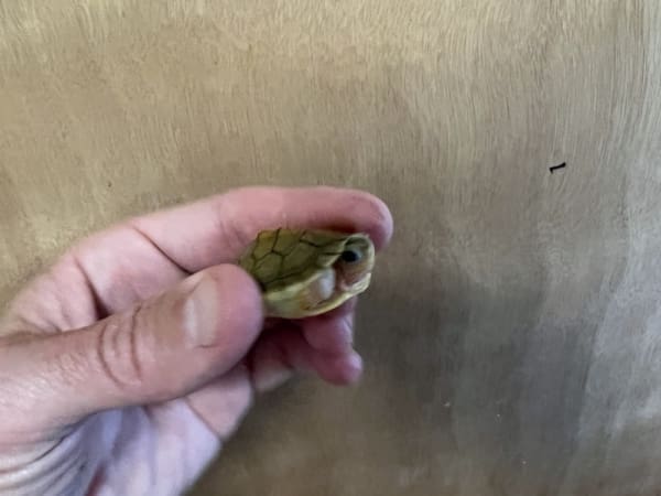 albino slider turtle for sale
