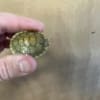caramel albino slider turtle for sale