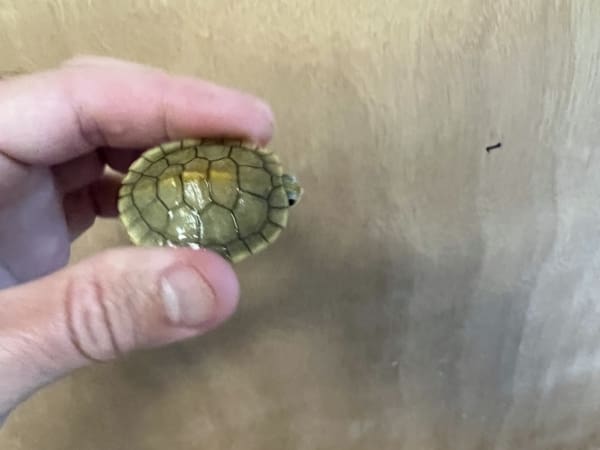 caramel albino slider turtle for sale