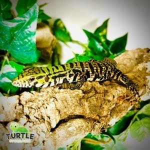 argentine-tegu-for-sale near me tegu for sale