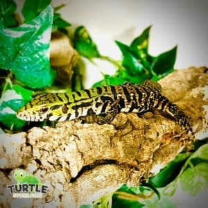 tegu for sale