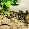 tegu for sale