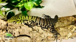 argentine-tegu-for-sale tegu for sale