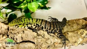 tegu for sale