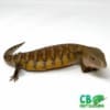 baby blue tongue skink