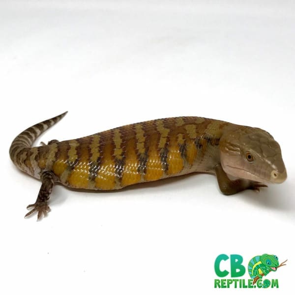 baby blue tongue skink