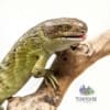 baby monkey tailed skink