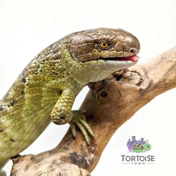 baby monkey tailed skink