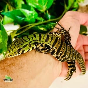 black and white tegu for sale