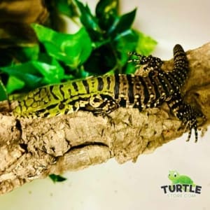 black and white tegu